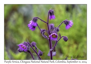 Purple Arnica