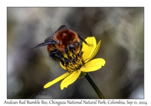 Andean Red Bumble Bee