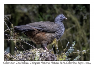 Colombian Chachalaca