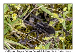 Wolf Spider