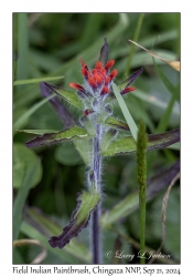Field Indian Paintbrush