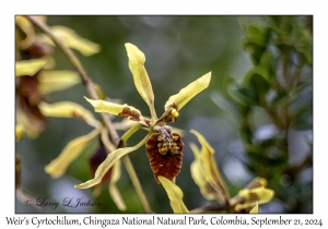 Weir's Cyrtochilum
