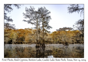Bald Cypress