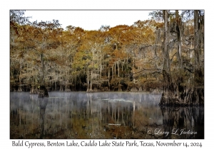 Bald Cypress