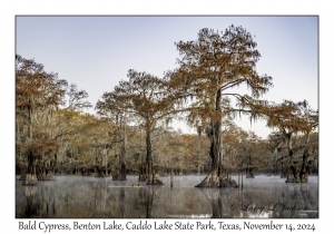 Bald Cypress
