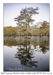 Bald Cypress