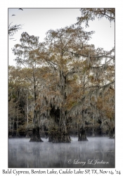 Bald Cypress