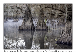 Bald Cypress