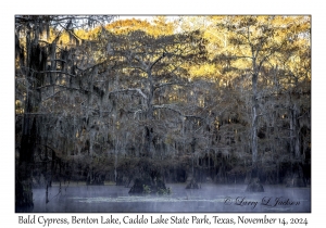 Bald Cypress