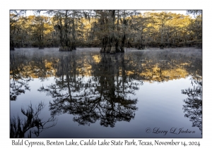 Bald Cypress