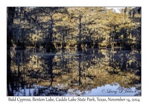Bald Cypress