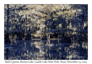 Bald Cypress
