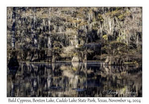 Bald Cypress