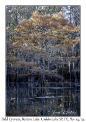 Bald Cypress