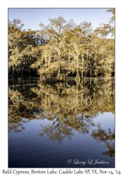 Bald Cypress