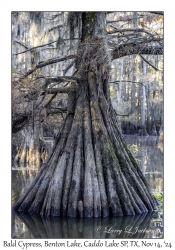 Bald Cypress