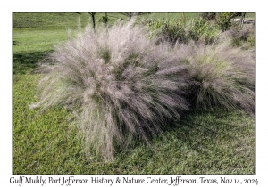 Gulf Muhly