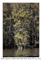 Bald Cypress