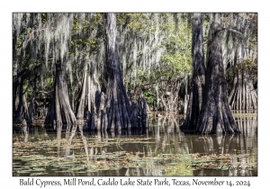 Bald Cypress
