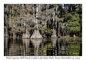 Bald Cypress