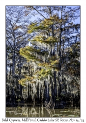 Bald Cypress