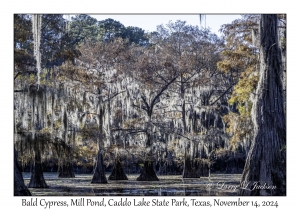 Bald Cypress
