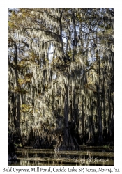 Bald Cypress
