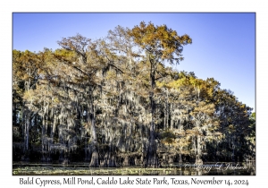 Bald Cypress