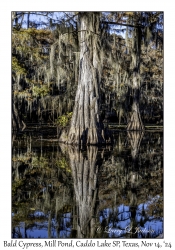 Bald Cypress