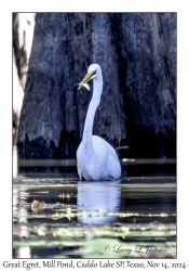Great Egret