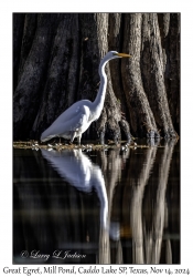 Great Egret