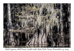 Bald Cypress