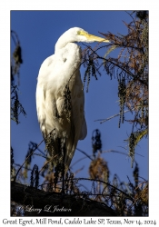Great Egret