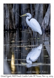 Great Egret