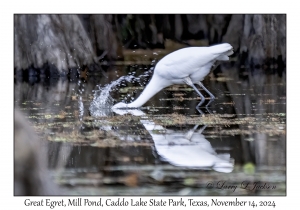 Great Egret