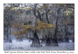 Bald Cypress
