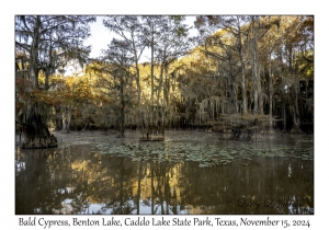 Bald Cypress