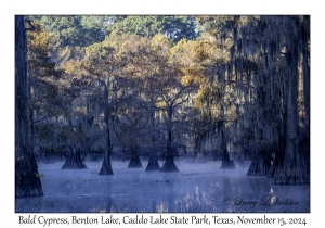 Bald Cypress