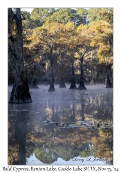 Bald Cypress