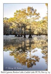 Bald Cypress