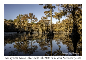 Bald Cypress