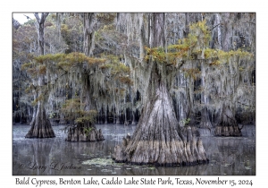 Bald Cypress