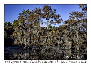 Bald Cypress