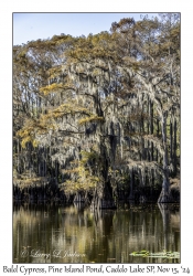 Bald Cypress