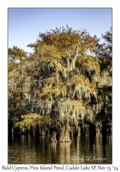 Bald Cypress