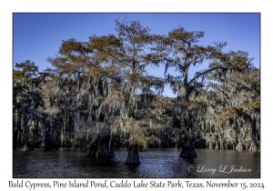 Bald Cypress