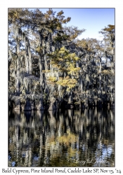 Bald Cypress