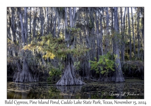 Bald Cypress