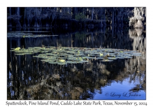 Spatterdock