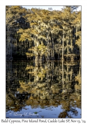 Bald Cypress